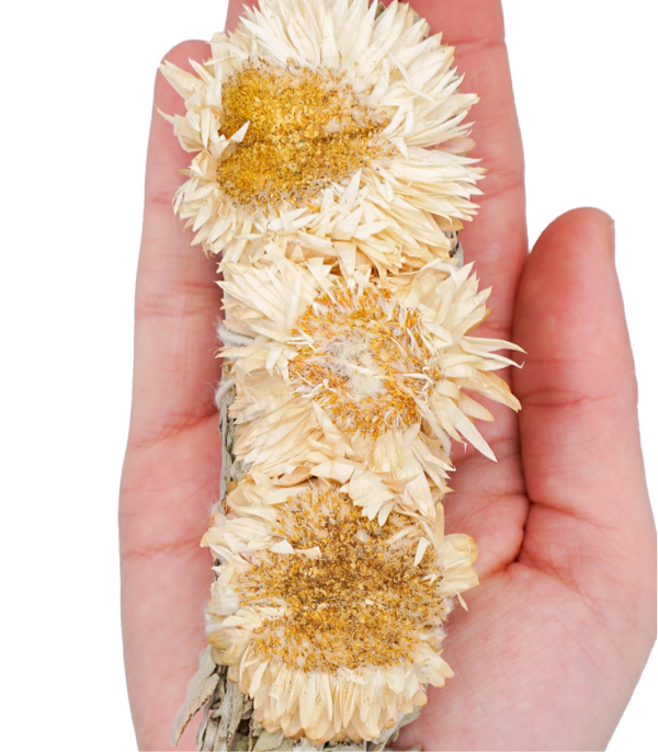 Albino Sunflower with White Sage Bundles