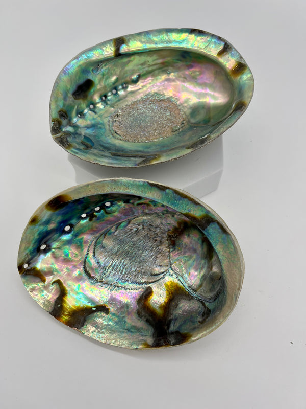 Abalone Shell