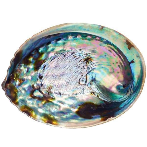 Abalone Shell