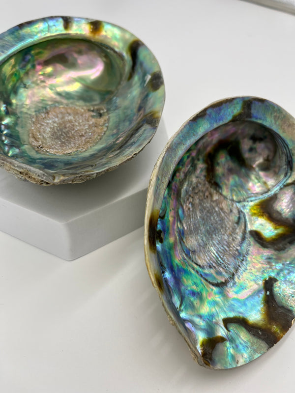 Abalone Shell
