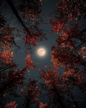 ✨ November Spiritual Energy Report: The Power of White Light, Reflection & Renewal