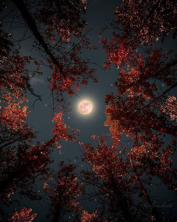 ✨ November Spiritual Energy Report: The Power of White Light, Reflection & Renewal