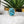 Turquoise ring with gold accents on a white surface with a plant in the background
