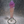 Natural Magenta Fluorite Scepter w Stand