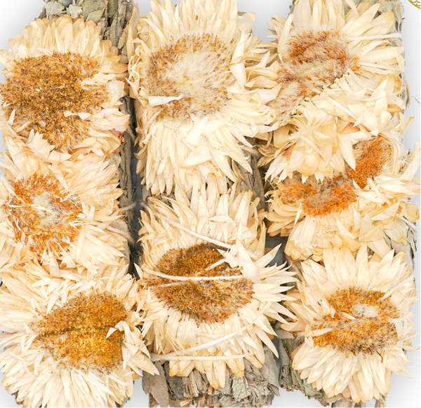 Albino Sunflower with White Sage Bundles