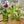 Cactus Glass Vase Set of 3