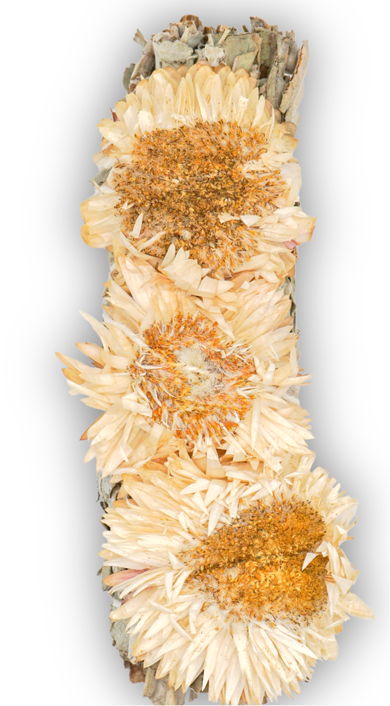 Albino Sunflower with White Sage Bundles